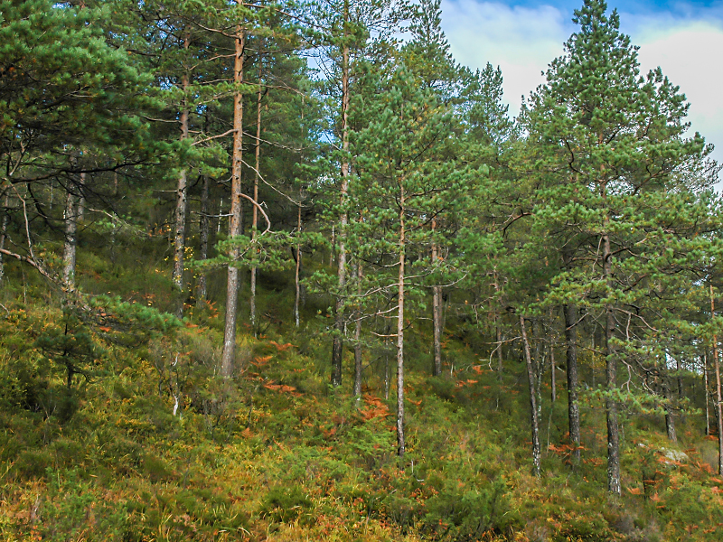 A mature stand of trees in Southern Norway.